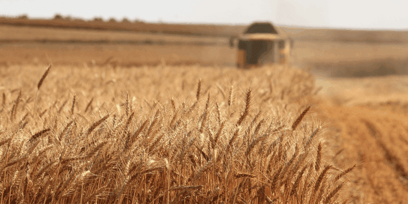 grains recruiter