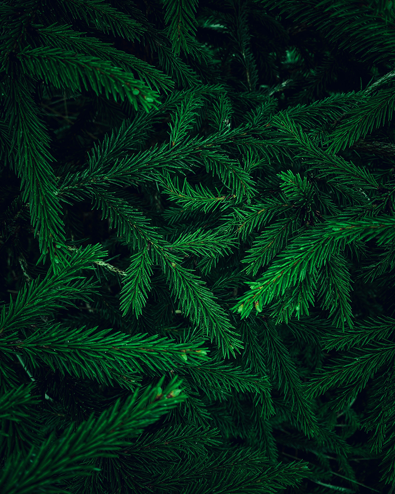 Packaging & Paper Executive Recruiters