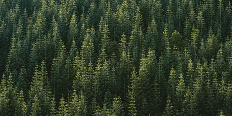 Paper Industry Executive Recruitment